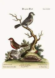 De Grijze Vink. De Wasbil, 1749-73